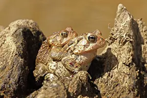 Anaxyrus: American toad (Anaxyrus americanus), pair in amplexus
