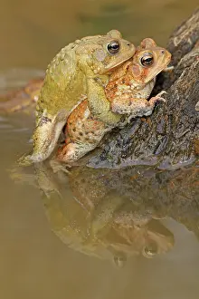 Toad: American toad (Anaxyrus americanus), pair in amplexus