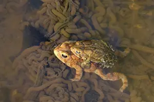 Spawn: American toad (Anaxyrus americanus), pair in amplexus