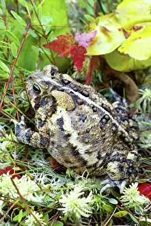 Bufonidae: American Toad (Bufo americanus)