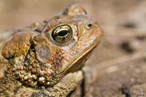 Bufo: American toad (Bufo americanus), female, Minnesota