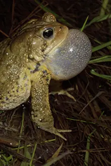 Bufo: American Toad (Bufo americanus) - Male calling to