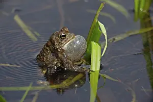 Bufo: American Toad (Bufo americanus) - Male calling to