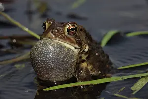 Bufo: American Toad (Bufo americanus) - Male calling to