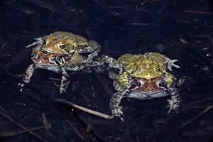 Bufo: American Toad (Bufo americanus) - Two pairs in amplexus