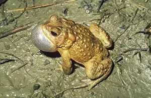 Inflated: American Toad Calling