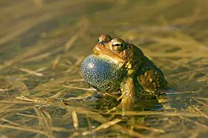 Sacs: American Toad - Calling in Spring