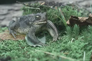 Earthworm: American Toad Eating Worm