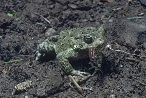 Earthworm: American Toad Eating Worm