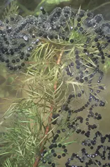 Bufonid: American Toad Eggs