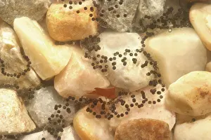 Anurans: American Toad eggs