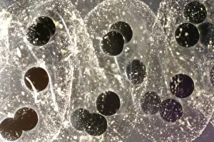 Anurans: American Toad eggs