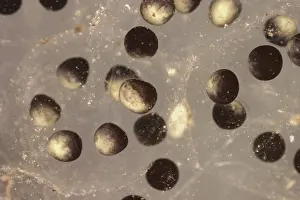 Anurans: American Toad eggs