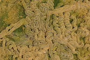 Anaxyrus: American toad eggs, formerly Bufo americanus, Maryland