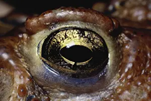 Sense: American Toad Eye