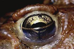 Sense: American Toad Eye