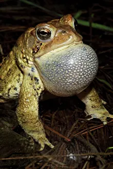 Attract: American Toad - Male calling to attract female