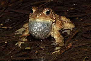 Attract: American Toad - Male calling to attract female