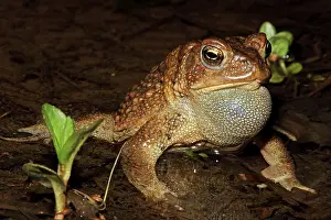 Attract: American Toad - Male calling to attract female