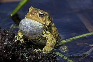 Attract: American Toad - Male calling to attract female