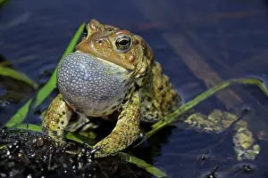 Attract: American Toad - Male calling to attract female