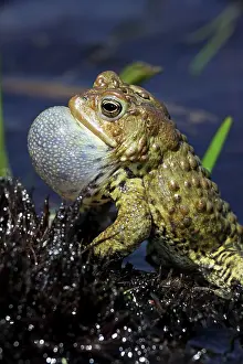 Attract: American Toad - Male calling to attract female