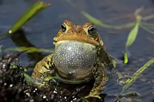 Attract: American Toad - Male calling to attract female