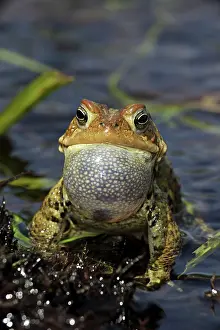 Attract: American Toad - Male calling to attract female