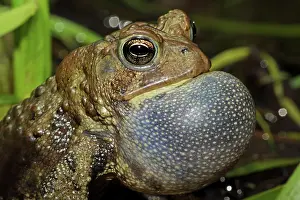 Attract: American Toad - Male calling to attract female