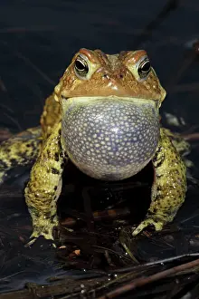 Attract: American Toad - Male calling to attract female