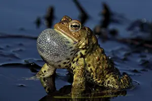 Attract: American Toad - Male calling to attract female