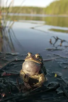 Attract: American Toad - Male calling to attract female