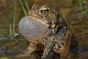 Rituals: American Toad male calling to attract females