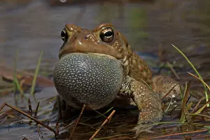 Rituals: American Toad male calling to attract females
