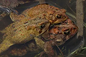 Rituals: American Toad males attempting to mate with a female