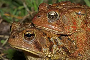 Rituals: American Toad pair in amplexus