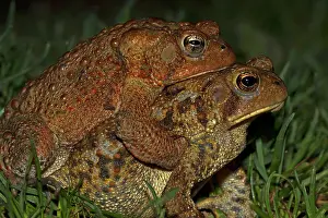 Rituals: American Toad pair in amplexus