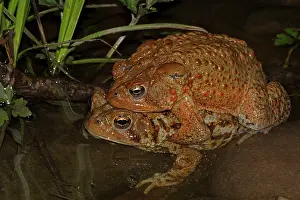 Rituals: American Toad pair in amplexus