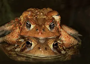 Rituals: American Toad pair in amplexus