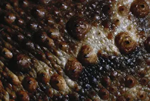 Rhinella: American Toad Skin