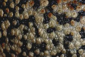 Rhinella: American Toad Skin