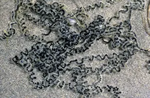 Ohio: American toad spawn