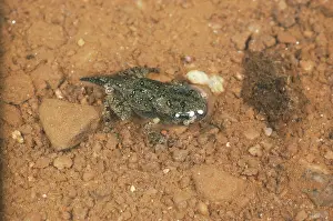 Polliwog: American Toad Tadpole