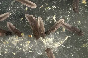 Anurans: American Toad tadpoles