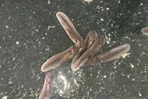 Anurans: American Toad tadpoles