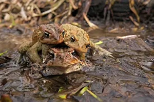 Attempting: American Toad - toad ball - males attempting to mate with fe