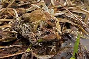 Attempting: American Toad - toad ball - males attempting to mate with fe