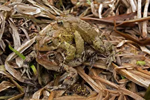 Attempting: American Toad - toad ball - males attempting to mate with fe