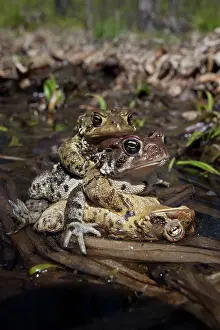 Attempting: American Toad - toad ball - males attempting to mate with fe