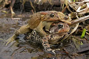 Attempting: American Toad - toad ball - males attempting to mate with fe